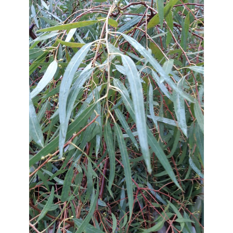 Huile essentielle Eucalyptus Globulus (Eucalyptus globulus) NPN