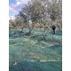 Huile d'olive Bio 3 litres